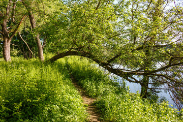 Trees bending over a path running along the river bank, a picturesque summer landscape