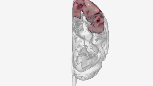 The postcentral gyrus is on the lateral surface of the parietal lobes between the central sulcus and postcentral sulcus .