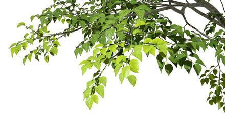 Realistic greenery tree branches leaves on transparent backgrounds 3d rendering png © Krit