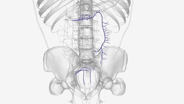 Branches of inferior mesenteric vein .
