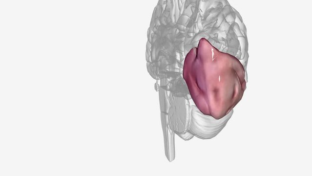 The Occipital Lobe helps with visual processing and mapping. It is located under the parietal lobe and above the temporal lobe near the back of the brain.