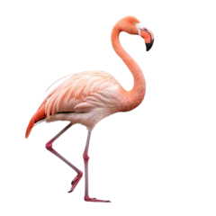 Fotobehang Flamingo clip art © Alexander