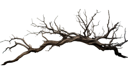 dead tree isolated on white background