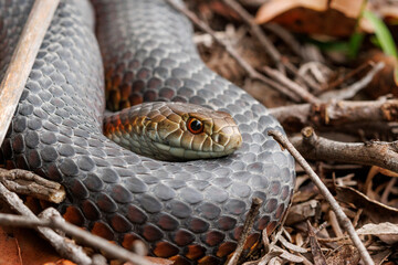 Close-up of a lowlands copperhead (Austrelaps superbus) coiled on forest floor. North of Melbourne, Victoria, Australia.