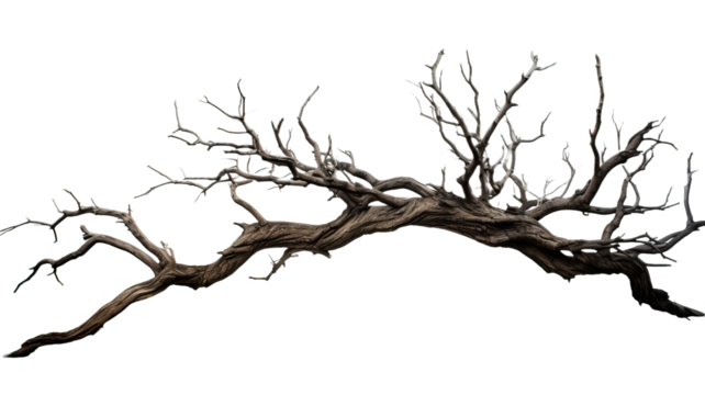 dead tree isolated on white background