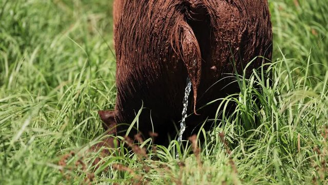Pig Urinating in Grass