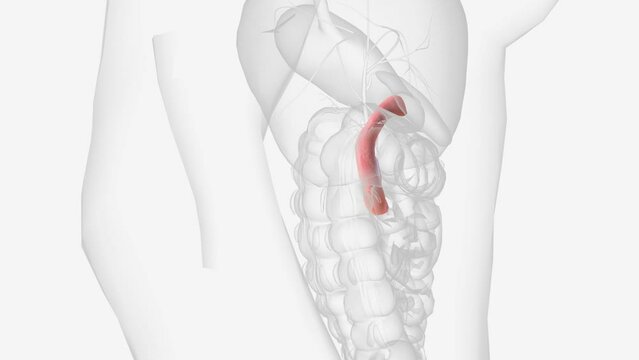 The duodenum is the initial C-shaped segment of the small intestine and is a continuation of the pylorus .