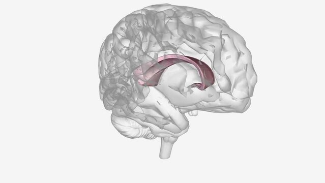 he corpus callosum , also callosal commissure, is a wide, thick nerve tract, consisting of a flat bundle of commissural fibers .