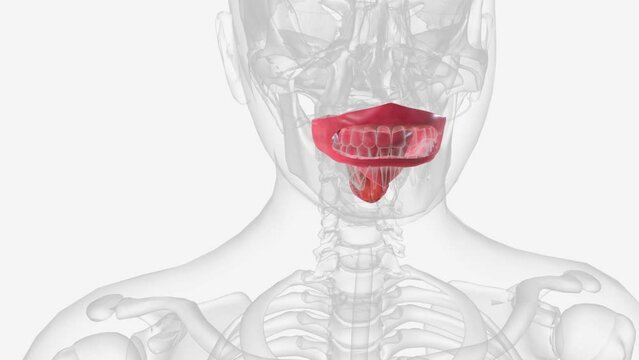 The oral cavity, better known as the mouth, is the start of the alimentary canal .
