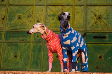 whippet dogs in front of a green gate