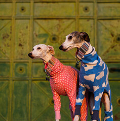 whippet dogs in front of a green gate