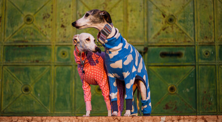 whippet dogs in front of a green gate