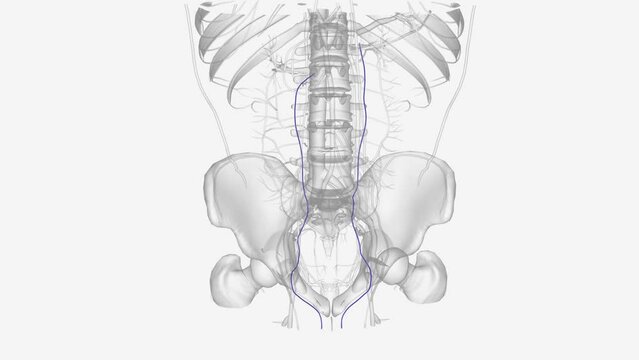 The testicular vein (or spermatic vein), the male gonadal vein, carries deoxygenated blood from its corresponding testis to the inferior vena cava