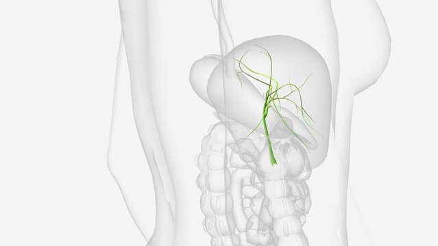 Bile ducts are tiny canals that connect some of the organs in your digestive system.