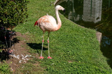 Flamingo bird at Villa Pallavicino zoo. Stresa. Piedmont. Italy