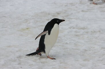 Fototapeta premium Adelie Penguin (Pygosce;is adeliae), Brown Bluff, Antarctica.