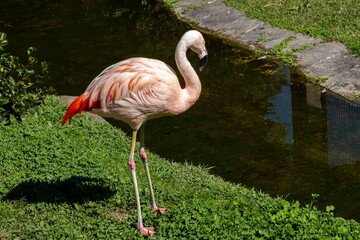 Flamingo bird at Villa Pallavicino zoo. Stresa. Piedmont. Italy - 718801611