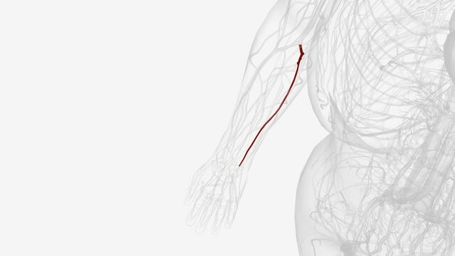 The ulnar artery is the main blood vessel, with oxygenated blood, of the medial aspects of the forearm .