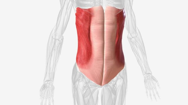 The external oblique muscle is one of the outermost abdominal muscles, extending from the lower half of the ribs around and down to the pelvis.