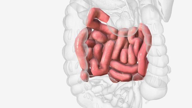 The jejunum is one of three sections that make up the small intestine .