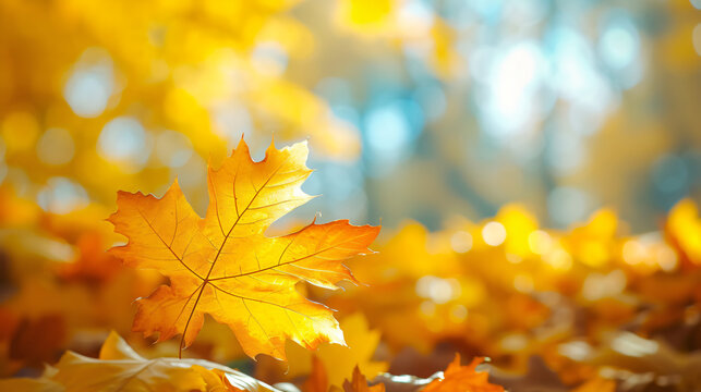Autumn yellow maple leaves