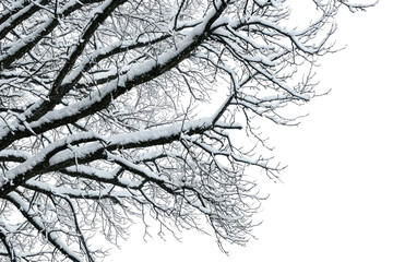 Snowy Tree Branches Isolated on Transparent Background