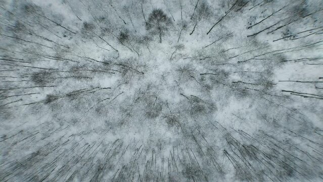 Aerial view of forest landscape during frosty winter near Białystok, Hajn&oacute;wka, and Białowieża with mist.
