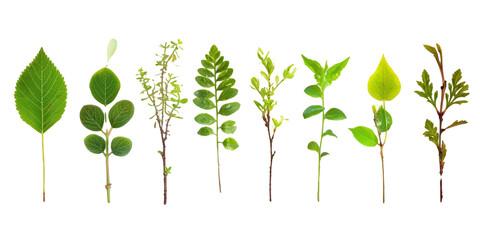 variety of tree seedlings with different leaf shapes, conveying the diversity and beauty of nature's early stages on a clean white surface - obrazy, fototapety, plakaty
