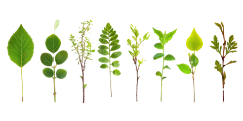 variety of tree seedlings with different leaf shapes, conveying the diversity and beauty of nature's early stages on a clean white surface