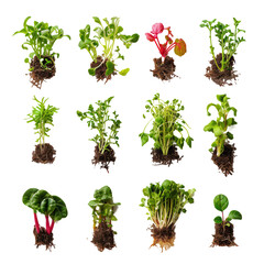 different types of seedlings, from flowers to vegetables, creating a varied and vibrant display against a white background. - obrazy, fototapety, plakaty