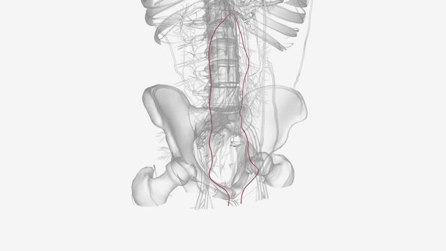 The testicular artery is a branch of the abdominal aorta that supplies blood to the testis.