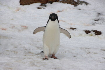 Adelie Penguin (Pygosce;is adeliae), Brown Bluff, Antarctica.