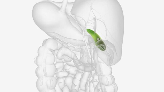 Your gallbladder is a small, pear-shaped organ in your upper right abdomen .