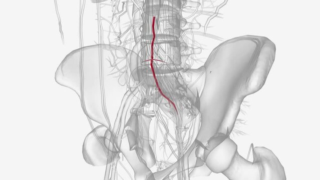 The median sacral artery (or middle sacral artery) is a small artery that arises posterior to the abdominal aorta and superior to its bifurcation