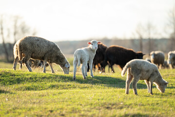 Obraz na płótnie Canvas Sheep on a green field. One cute small lamb looking to the camera