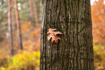 Yellow oak leaf on the tree trunk. Concept of autumn weather, foliage, fall nature