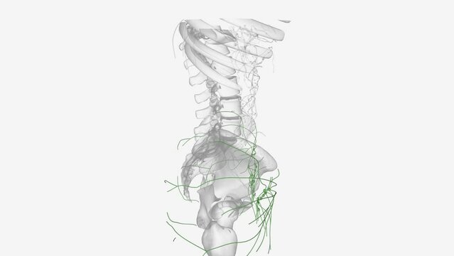 he lymphatic vessels of the lower limb can be divided into two major groups superficial vessels and deep vessels.