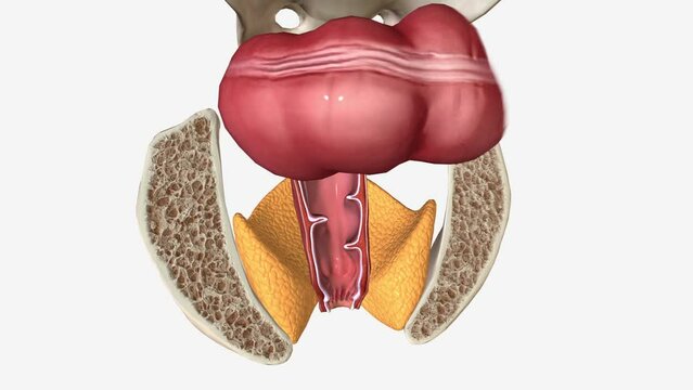 The anal canal is the final segment of the gastrointestinal tract, extending between the rectum and the anus .