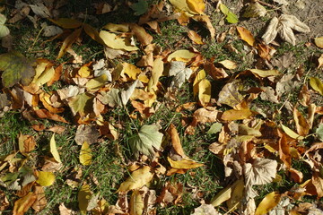 Dead leaves covering dull grass in October