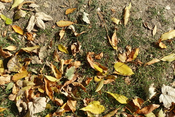 Dry fallen leaves on dull grass in October