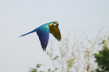 blue and gold macaw free flying parrot
