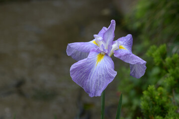 花菖蒲