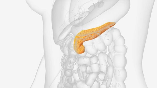 The pancreas is an organ located in the abdomen .