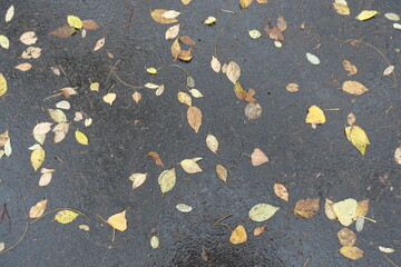 Fototapeta premium Yellow and brown fallen leaves on wet asphalt in November