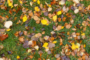 Moist fallen leaves on green grass in November