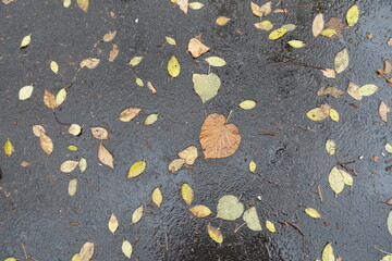 Fototapeta premium Brown and yellow fallen leaves on wet asphalt in November