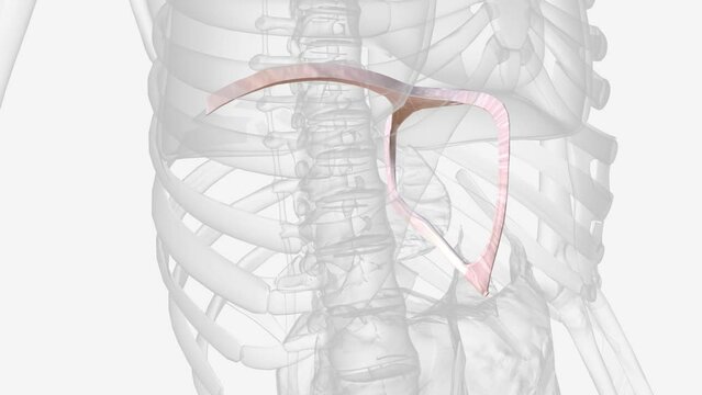 Liver ligaments are double-layered folds of peritoneum that attach the liver to surrounding organs, or to the abdominal wall .