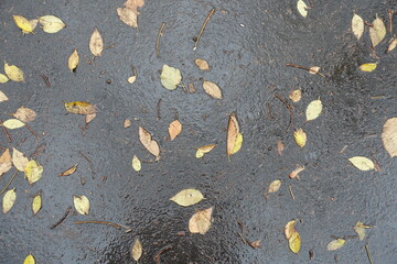 Black asphalt covered with yellow fallen leaves in November