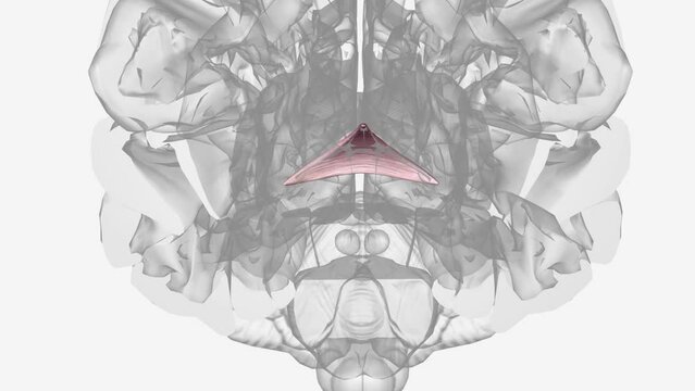 Commissure of fornix of forebrain .