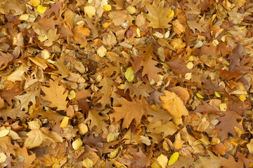 Layer of brown fallen leaves of northern red oak on the ground in November